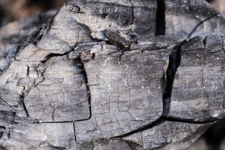 Background is charred burnt wood in closeup