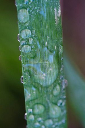 Foto de Gotas de agua en una hoja de hierba, primer plano - Imagen libre de derechos