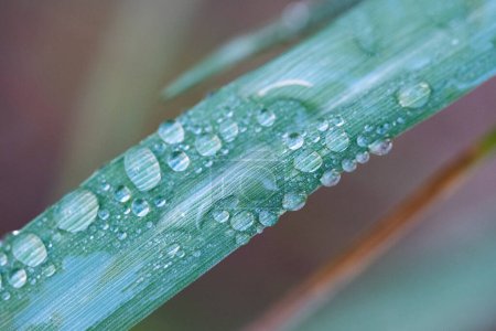 Foto de Water droplets on a blade of grass with a blurred background - Imagen libre de derechos