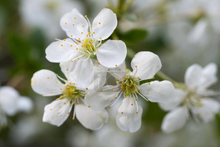 Weiße Kirschblüten auf einem Ast Nahaufnahme Makrofotografie