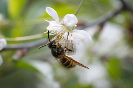 Honey bee collecting nectar on a flower of a blooming cherry tree