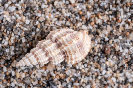 Sea shell on the sand. Shallow depth of field