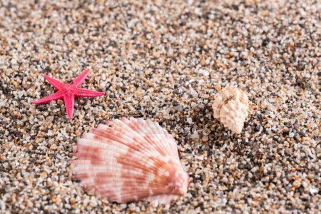 coquillages et étoiles de mer rouges sur le sable de la plage
