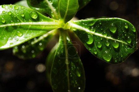 Macro de plante verte avec des gouttelettes d'eau sur les feuilles