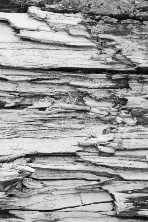 Le fond est fait de fibres de bois déchirées. Photo noir et blanc