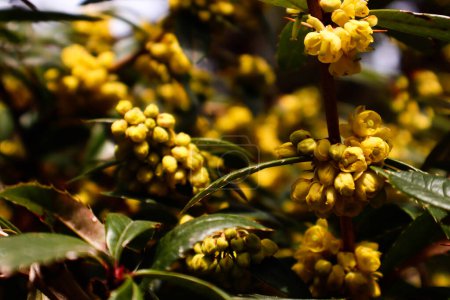 Berberis julianae wintergrüne Berberitzenblüten. Gelbe Blüten.