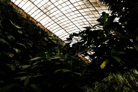 Greenhouse in the botanical garden.