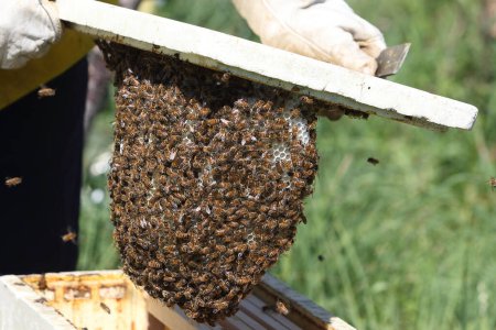 Téléchargez les photos : Apiculture - L'apiculteur au rayon de miel plein de miel et d'abeilles - en image libre de droit