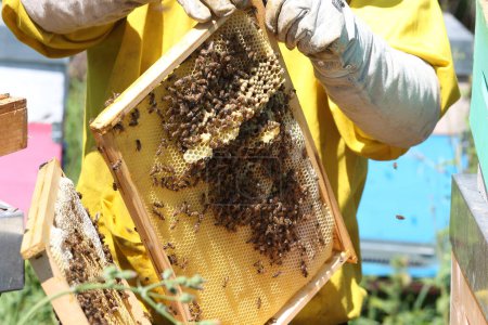 Téléchargez les photos : Apiculture - L'apiculteur au rayon de miel plein de miel et d'abeilles - en image libre de droit