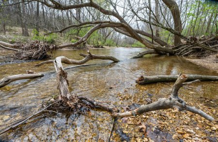 Arbres tombés dans un ruisseau alimenté au printemps à St Louis, Mo USA