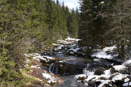 Spindleruv Mlyn, Czech Republic - April 27, 2024 - The White Elbe is a left-side tributary of the Elbe River  at the beginning of spring                               