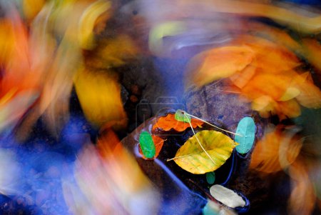 Foto de Hojas de color otoñal en un río - Imagen libre de derechos