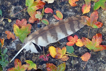 Foto de Pluma de un pájaro junto a hojas caídas en el otoño - Imagen libre de derechos