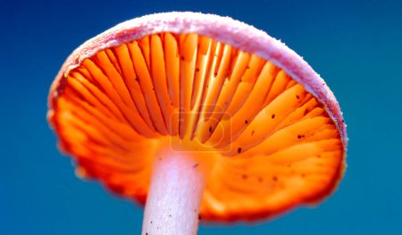 Foto de Un hongo naranja muestra las hojas que producen esporas - Imagen libre de derechos