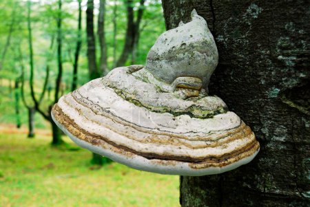 Foto de El hongo yesca (Fomes fomentius) en un tronco de árbol - Imagen libre de derechos