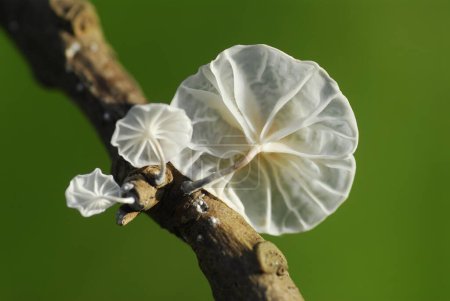Foto de Marasmiellus candidus, hongo que crece en ramas muertas - Imagen libre de derechos