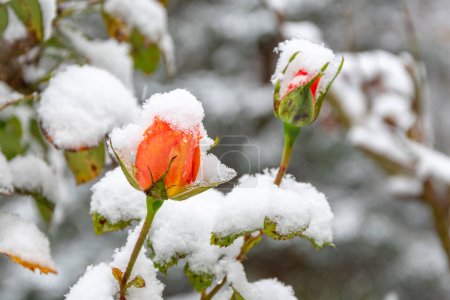 A red rose bud is covered with the first snow on a blurry neutral background of nature. Snowfall and high precipitation in winter, the beginning of the heating season.