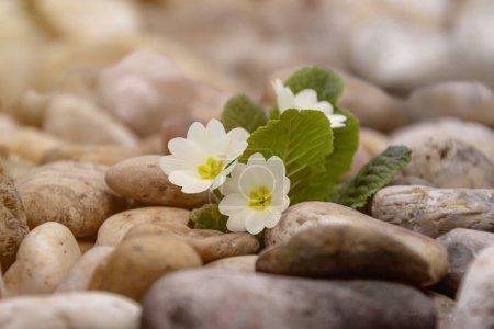 White primrose flowers sprout through the stones, close-up, color illumination.
