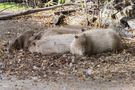Téléchargez les photos : Une famille de capybaras allongées sur l'herbe et se prélassant au soleil. - en image libre de droit