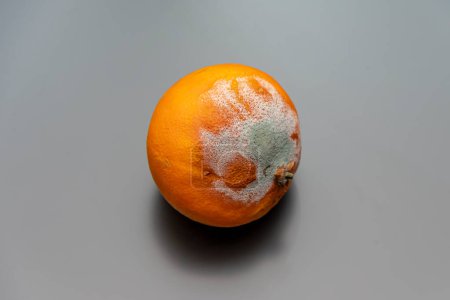 Schimmel auf orangefarbener Mandarine, weißer Hintergrund, Nahaufnahme.