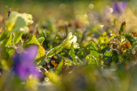 Photo for White primrose flower at sunrise, dewy grass with water droplets. - Royalty Free Image
