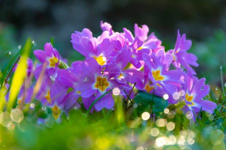 Photo for A garden primrose flower standing among the blades of grass with dew at sunrise. - Royalty Free Image
