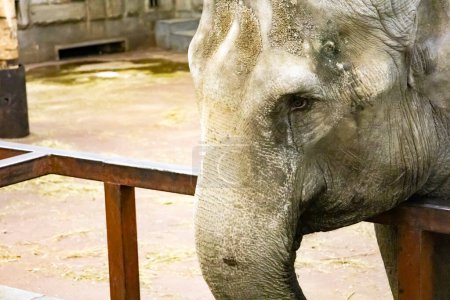 Téléchargez les photos : Portrait of an elephant at the zoo. High quality photo - en image libre de droit
