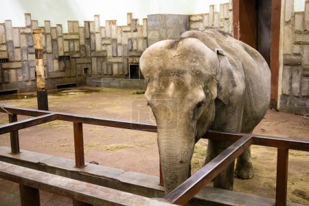 Téléchargez les photos : Portrait of an elephant at the zoo. High quality photo - en image libre de droit