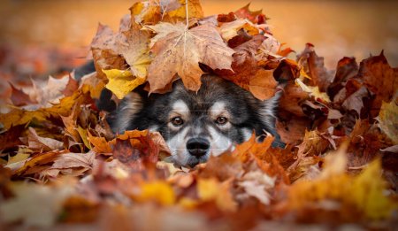 Portrait of Finnish Lapphund dog hiding under many maple leaves in autumn