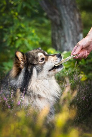 Portrait of Finnish Lapphund dog getting and chewing on a treat outdoors in forest