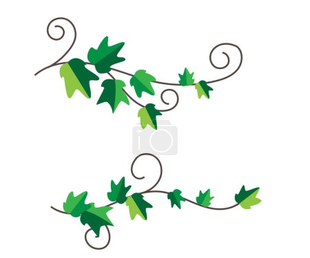 Illustration for Ivy Branch with Leaves Design Element. Nature plants and flowers concept vector - Royalty Free Image