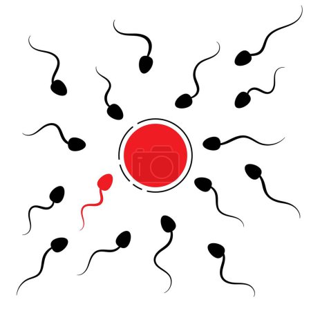 Humanes Befruchtungskonzept mit Eizelle und Spermatozoon Konzeption und Reproduktionskonzept Vektor