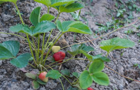                                    Strawberries in the field are ripening