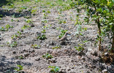 Foto de Una paloma está buscando grano en el suelo - Imagen libre de derechos