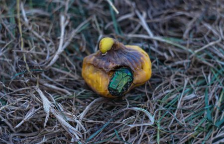 Téléchargez les photos : Le scarabée vert mange et perce la figue - en image libre de droit