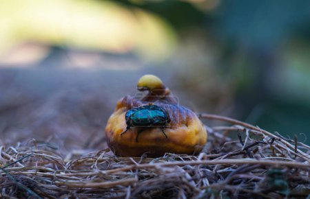 Téléchargez les photos : Le scarabée vert mange et perce la figue - en image libre de droit