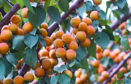                                 The apricot tree in the garden bore many fruits