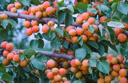                                  The apricot tree in the garden bore many fruits