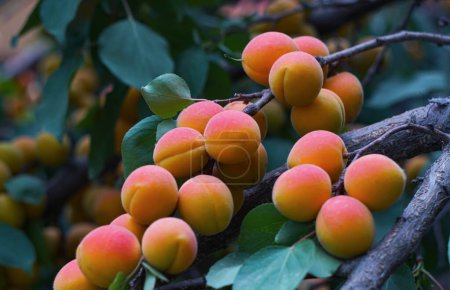                                        The apricot tree in the garden bore many fruits