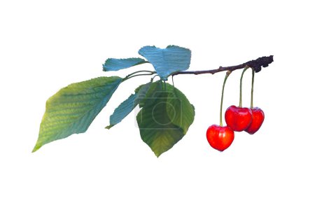 There is a red fruit on a cherry branch on a white background