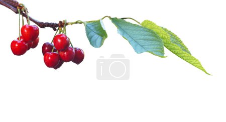 There is a red fruit on a cherry branch on a white background