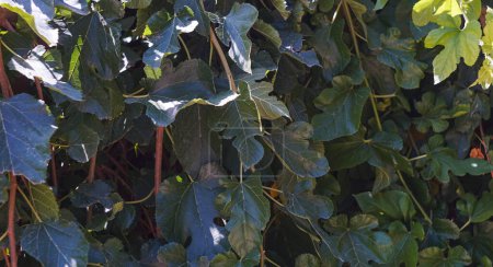                                Branches of mulberry leaves hang in the garden