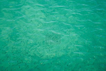 Foto de Peces borrosos en el agua tropical como fondo abstracto - Imagen libre de derechos