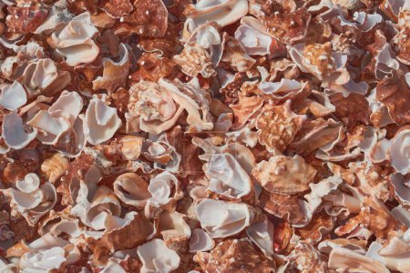 Foto de Fragmentos de conchas rotas en las orillas del Océano Atlántico como fondo - Imagen libre de derechos
