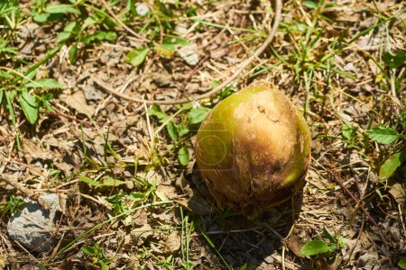 Téléchargez les photos : Une noix de coco tombée au sol au soleil - en image libre de droit