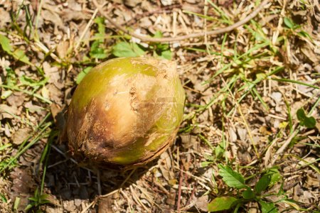 Téléchargez les photos : Une noix de coco tombée au sol au soleil - en image libre de droit