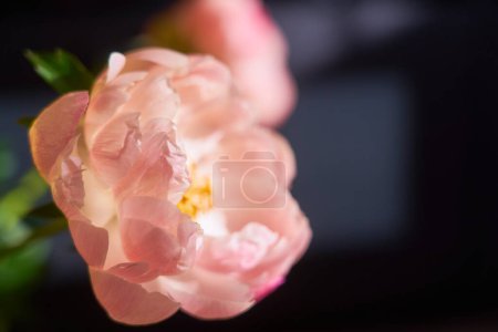 Foto de Una enorme peonía rosa floreciente de cerca - Imagen libre de derechos