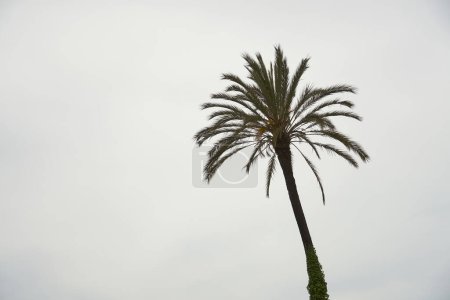 Photo for The silhouette of a palm tree against a gray overcast sky - Royalty Free Image