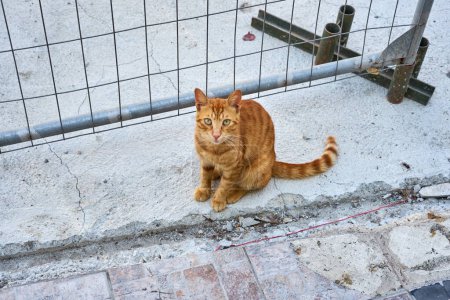 Photo for A red and white cat living on the street close up - Royalty Free Image