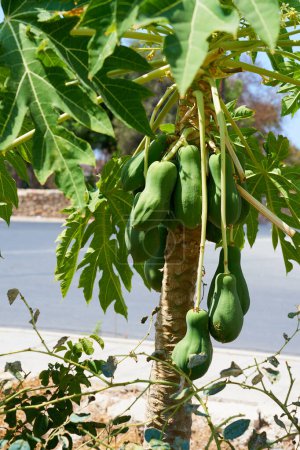 Foto de Frutos de papaya creciendo en un árbol - Imagen libre de derechos